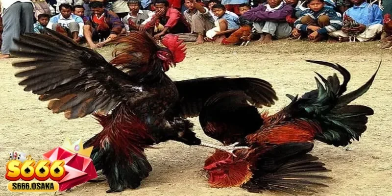 đá gà trực tiếp 